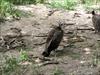 Vultures looking for food