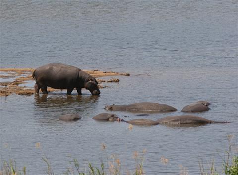 Hippos