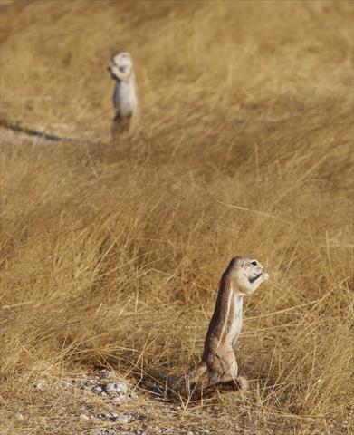 Ground Squirrels