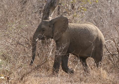 Baby Elephant