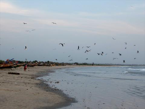 Seagulls looking for fish