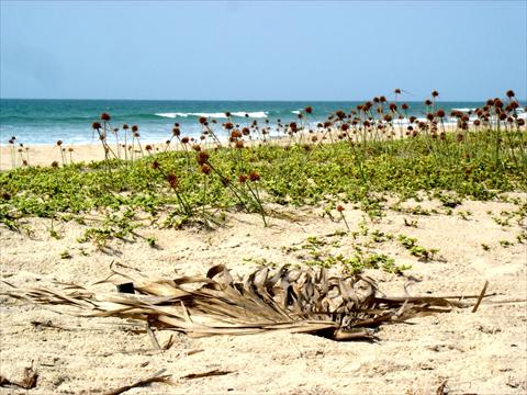 Plants and beach