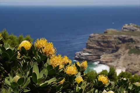 Cape Flora 