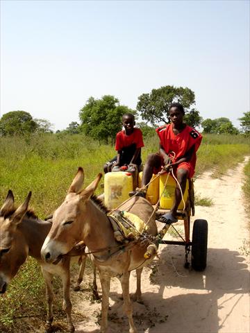 Kids on donkey cart