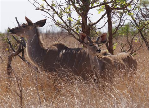 Young Kudu