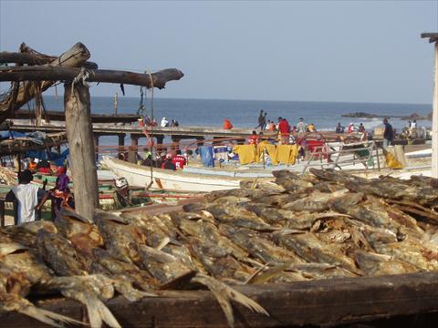 Fish drying