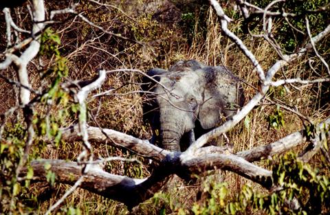 Elephant head