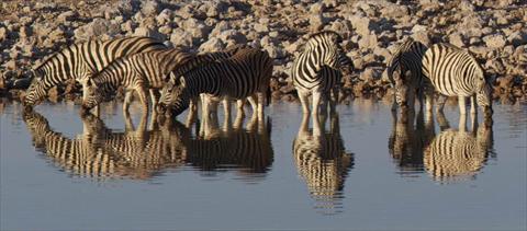 Zebra at waterhole