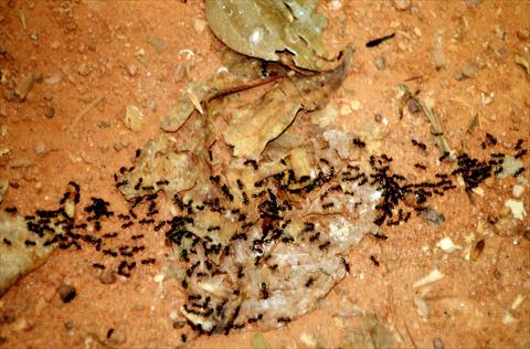 Ants travelling