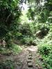 A path in the forest