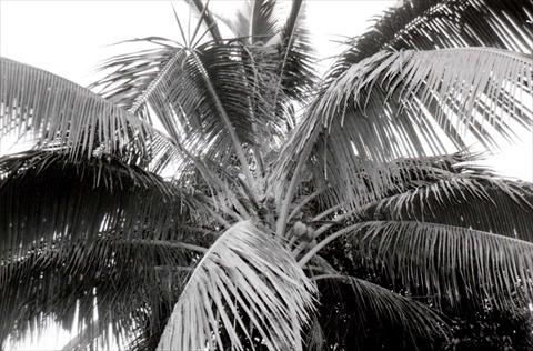 Palmtree