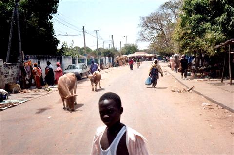 Cows in the streets