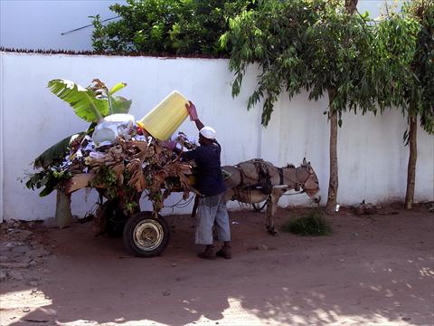 Garbage on donkey cart