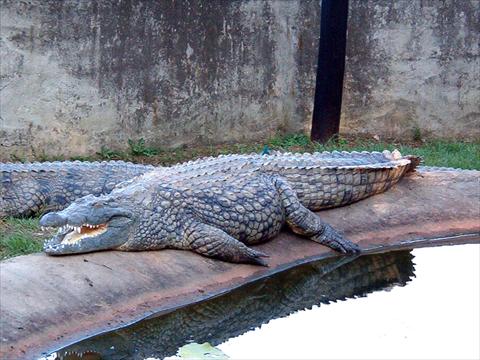 Crocodile resting