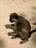 Monkey eating groundnuts