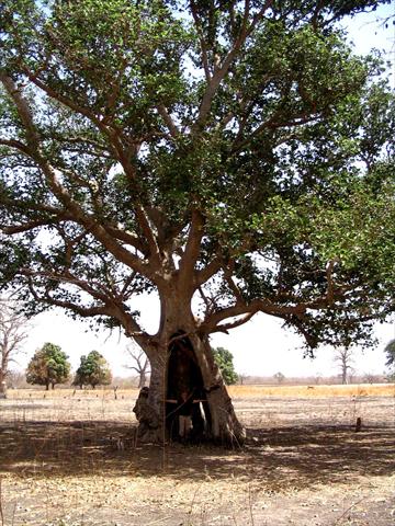 Hollow tree