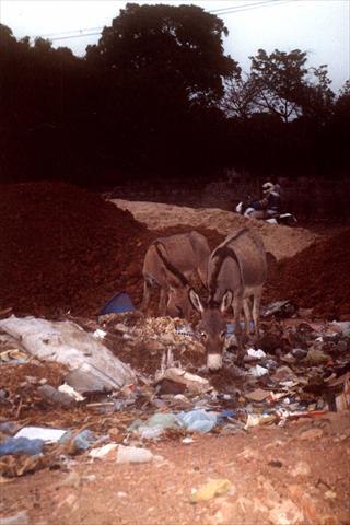 Hungry donkeys