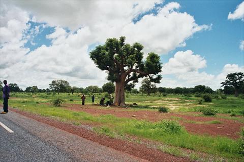 Baobab Tree