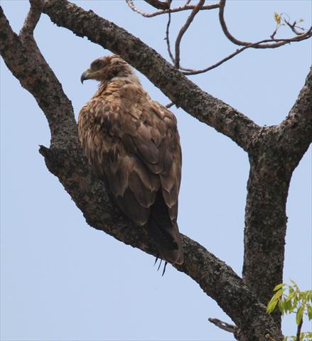 Martial Eagle