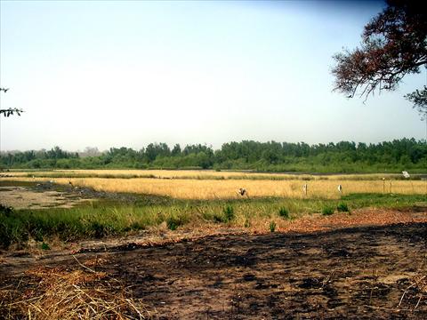 Rice fields