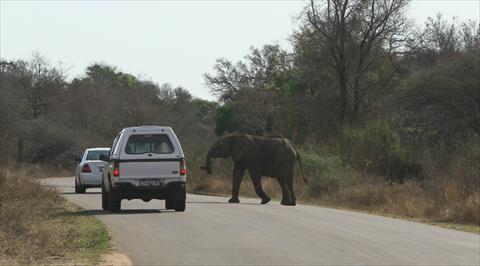 Elephant crossing road