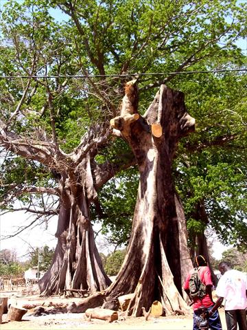 Chopped tree