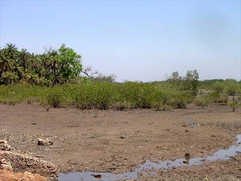 Mangroves and palmtrees