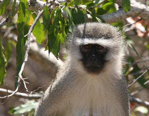 Vervet Monkey