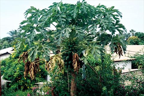 Papaya Tree