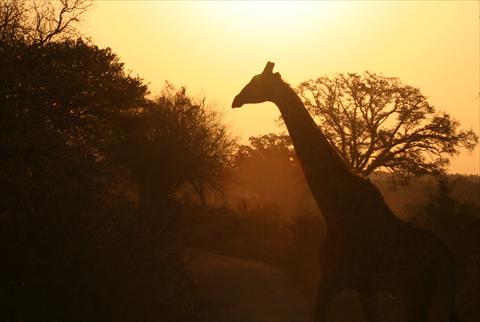 Giraffe at Sunset