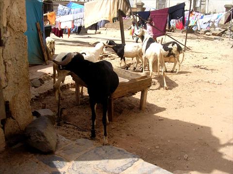 Goats in the compound