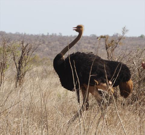 Ostrich