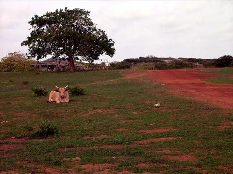 Resting cow