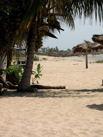 Palmtrees at the beach