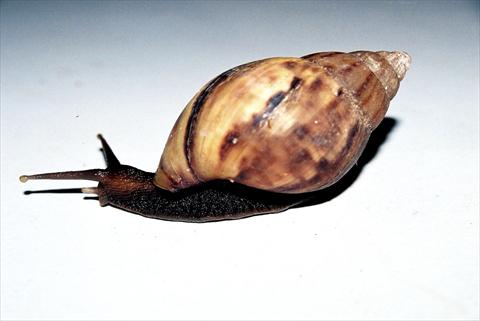 Snail