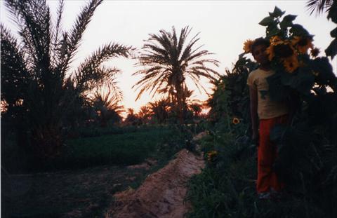 Child behind sunflowers