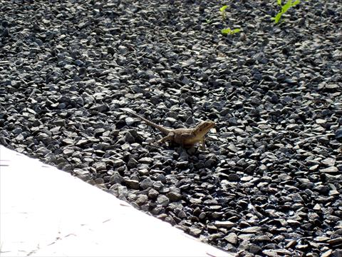 Lizard on stones