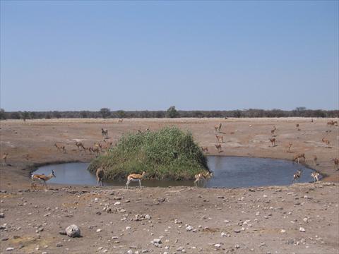 Etosha waterhole