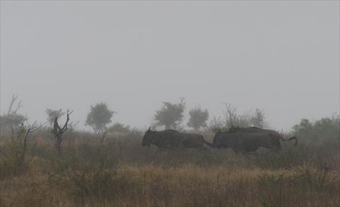 Wildebeast in the rain