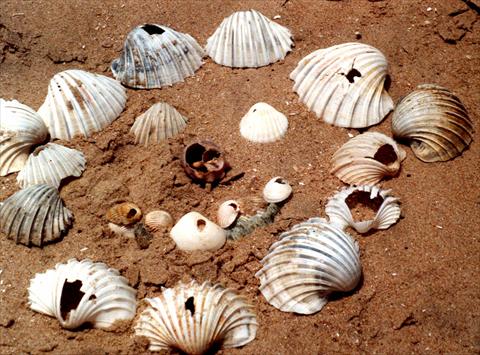 Shells