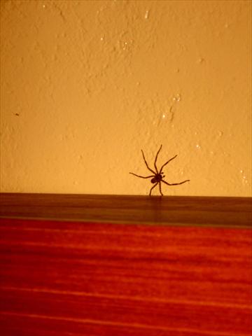 Spider on the wall