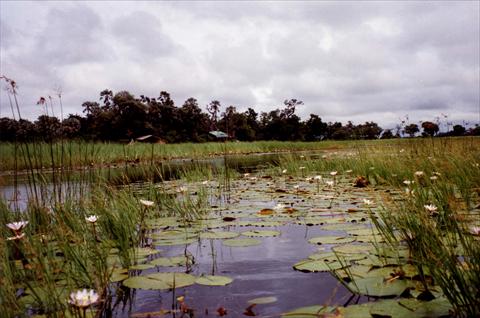 Water Lilies