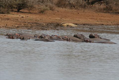 Hippos and Croc