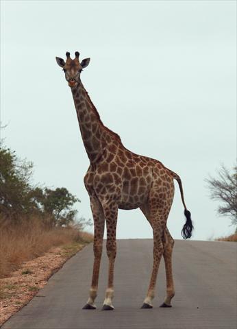 Giraffe crossing the road