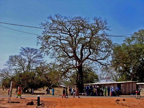 Under the Baobab