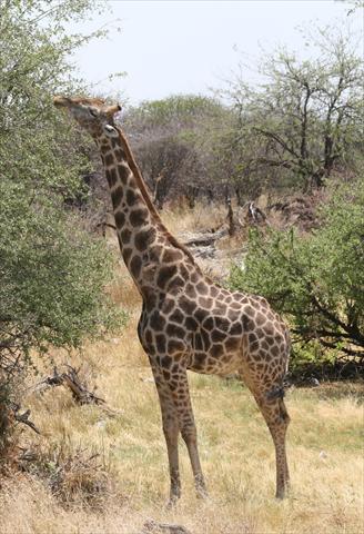 Giraffe stretching for food