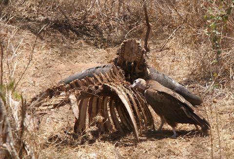 Vulture eating carcass