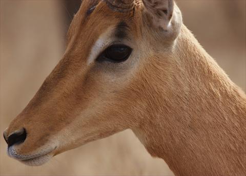 Impala closeup