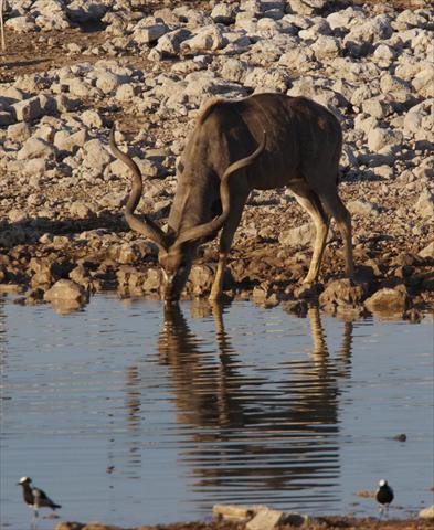 Kudu at waterhole