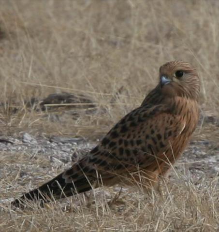 Kestrel